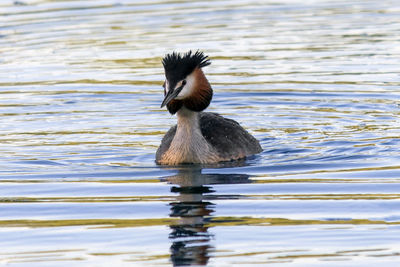 Close-up of duck swimming on lake