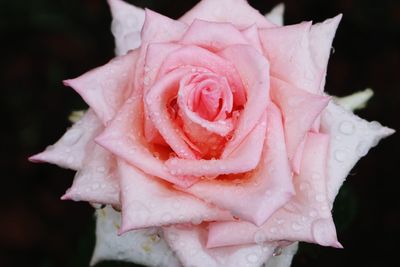 Close-up of wet pink rose