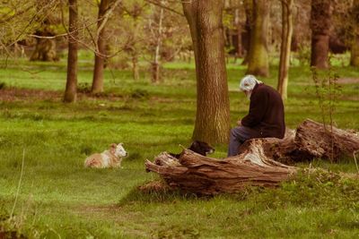 Dog relaxing on grassy field