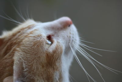 Close-up of a cat