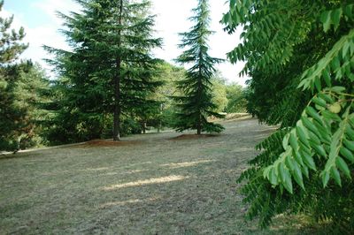 Trees on landscape against sky