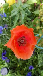 Close-up of red flower