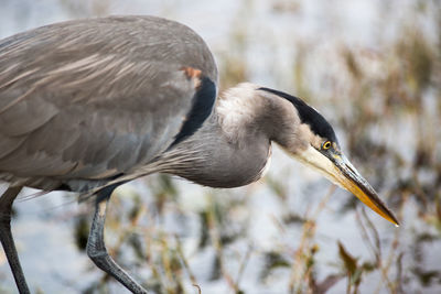 Close-up of gray heron