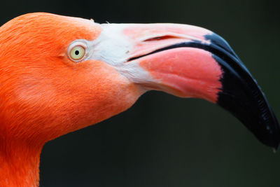 Close-up of a bird