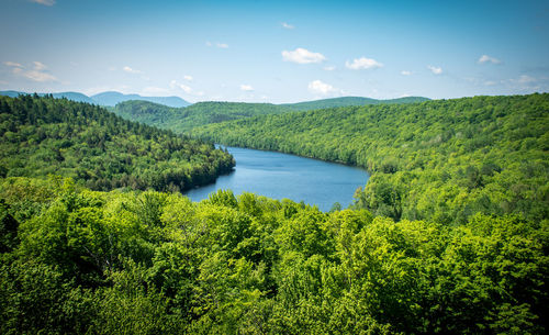 Scenic view of river amidst trees against sky