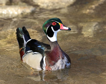 Male wood duck