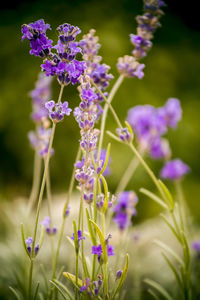 Close-up of purple flowering plants on field