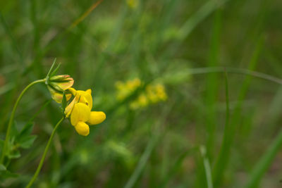 Close-up of yellow flowering plant