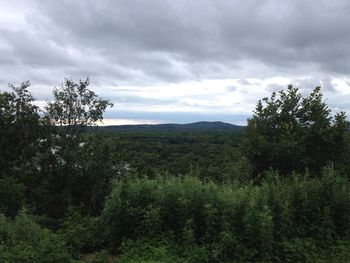 Pine trees in forest against sky