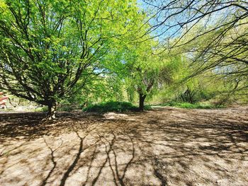 Scenic view of trees in forest