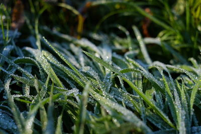 Close-up of wet plants during winter