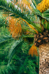 Palm trees and plants against building