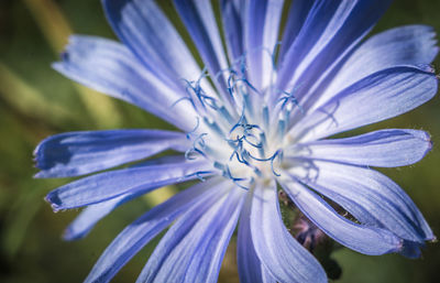 Close-up of purple flowering plant