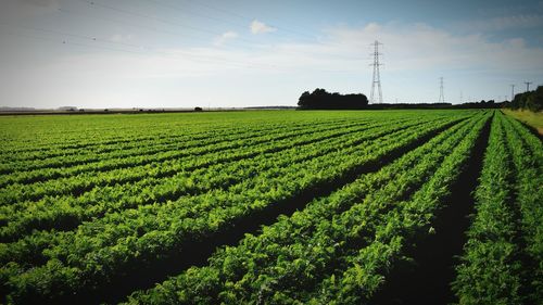 Scenic view of rural landscape