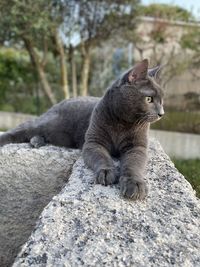 Cat sitting on rock
