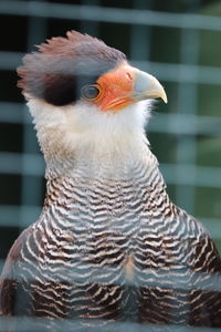 Close-up of eagle