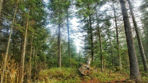 Low angle view of trees