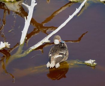 Close-up of duck swimming in lake