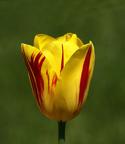 Close-up of yellow tulip