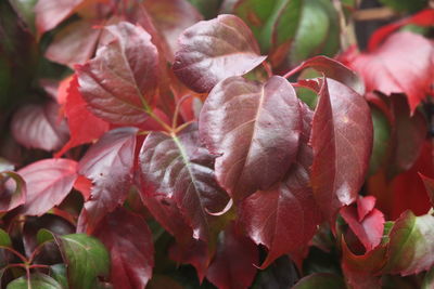 Close-up of maroon leaves on plant