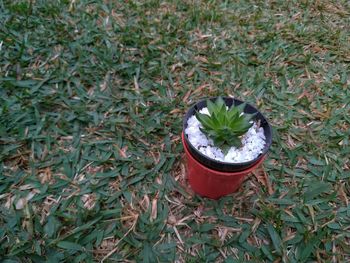 High angle view of potted plant on field