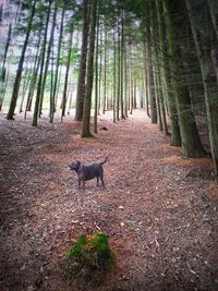 View of dog in forest