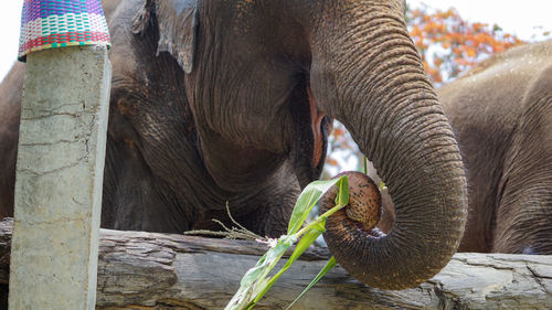 Close up of an elephant in elephant care sanctuary, mae tang, chiang mai province, thailand.