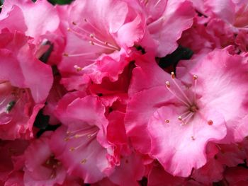 Full frame shot of pink cherry blossoms