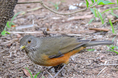 Close-up of bird perching on field