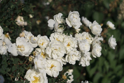 Close-up of white flowering plants