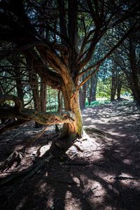 Trees in forest