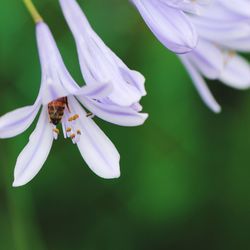 Close-up of bee pollinating on purple flower