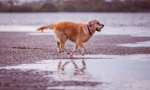 Dog running on the lake