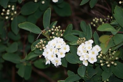 Close-up of white flowering plant