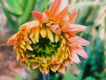 Close-up of orange dahlia flower
