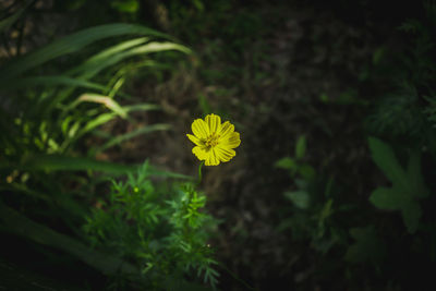 Close-up of yellow flowering plant