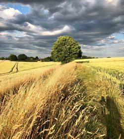 Scenic view of agricultural field against sky