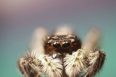 Close-up of spider