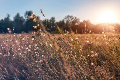 Scenic view of grassy field against sky during sunset