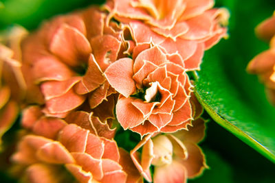 Close-up of red flowering plant