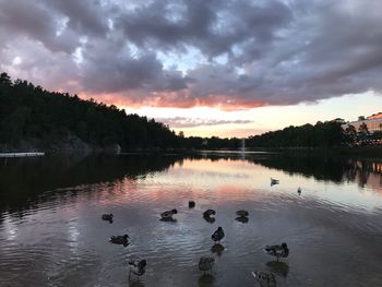 View of ducks swimming in lake during sunset