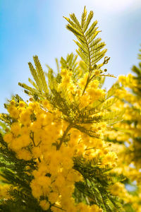 Close-up of yellow flowering plant