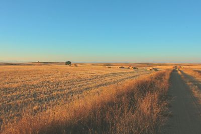 Scenic view of field against clear blue sky