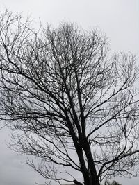 Low angle view of bare tree against clear sky