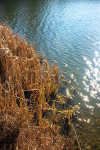 High angle view of grass on lakeshore