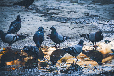 Pigeons perching on shore