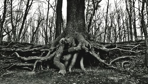 Trees growing in forest