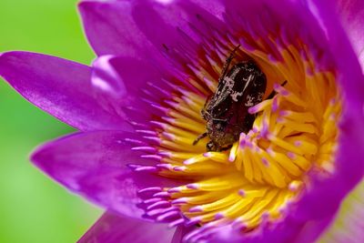 Close-up of honey bee pollinating on purple flower