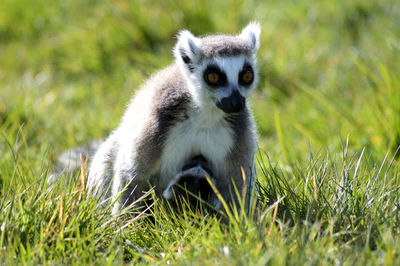 Portrait of ring-tailed lemur on grass