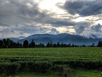 Scenic view of tea garden against sky